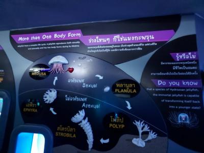 ค่ายวิทยาศาสตร์ ครั้งที่ ๑ MTS Science Camp : I